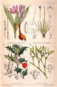 Fitchs H/C Wild Flowers  1867  ILEX AQUIFOLIUM +3OTHER  