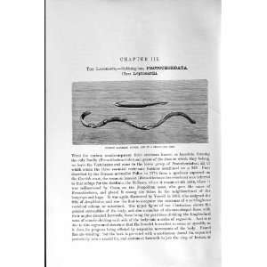   NATURAL HISTORY 1896 LANCELET SINGLY CHAIN OLD PRINT