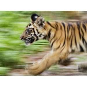  Tiger Cub Running, Four Month Old, Bandhavgarh National Park, India 