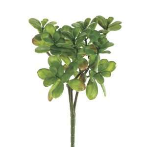  12 Jade Plant Bush x3 Green (Pack of 12)