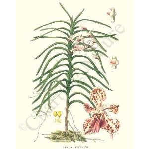  Botanical Tropical Orchid Print Vanda Tricolor