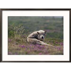 An Arctic Wolf Rests by Some Flowers Animals Framed Photographic 