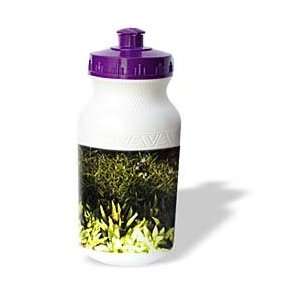  Florene Plants   Ferns and Purple Flowers   Water Bottles 