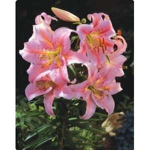  10 Oriental Lily Josephine bulbs Patio, Lawn & Garden