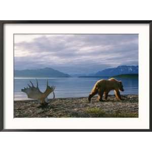  Past the Weathered Antlers of a Moose on the Shores of Naknek Lake 