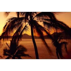   of Palm Trees at Dusk, Manzanillo, Mexico , 48x72