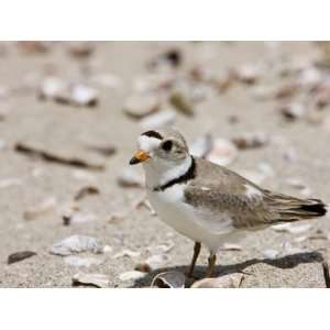 Piping plover, Long Beach in Stratford, Connecticut, USA Animal 