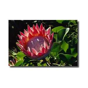  King Protea Flower Kirstenbosch Gardens Cape Town Republic 