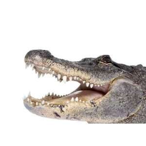  American Alligator in Front of a White Background   Peel 