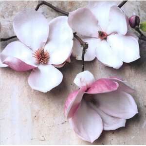  Heather Johnston Magnolia Diva II 20.00 x 20.00 Poster 