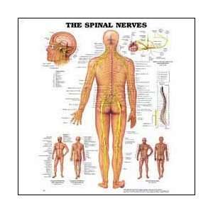 The Spinal Nerves Anatomical Chart 20 X 26 Laminated  
