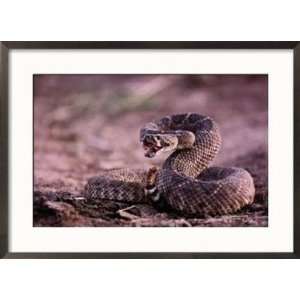  Diamondback Rattlesnake (Crotalus Atrox) Framed 