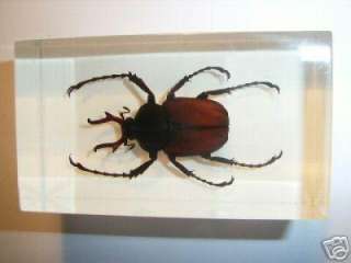 Magnet Goliath Scarab Beetle(Dicranocephalus wallichi)  