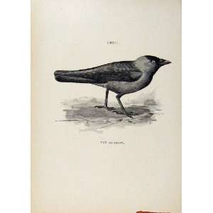  Birds Useful And Harmful Jackdaw By Csorgey C1909 Print 