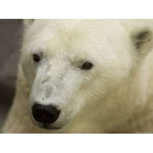  Polar Bear at the Henry Doorly Zoo in Omaha, Nebraska 