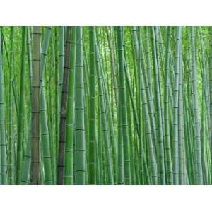  Bright Green Bamboo Forest in Kyoto Japan Photographic 