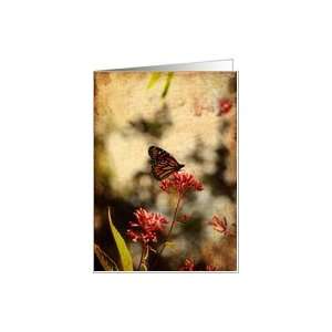   Card   Monarch Butterfly on red flower on hot August Afternoon Card