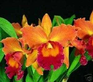Orchid Cattleya Cinnamon Stick AM/AOS Red/yellow  