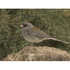 Dark Eyed Junco, Gray Headed Form, Perched on a Rock (Junco Hyemalis 