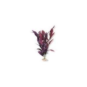  3 PACK AFRICAN SWORD PLANT W/ FLOWERS, Color PLUM; Size 