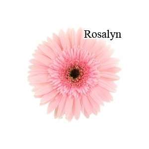  Rosalyn Pink Gerbera Daisies   72 Stems Arts, Crafts 