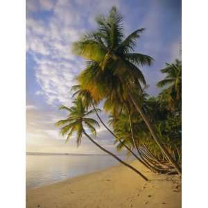  Palm Trees and Beach, Pigeon Point, Tobago, Trinidad and Tobago 