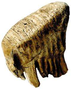 Prehistoric Fossil Baby Mammoth Tooth Replica Model  