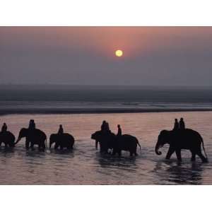  Elephants Lumber into the River at Sonpur Photographic 