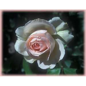  Johann Strauss (Rosa Hybrid Tea)   Bare Root Rose Patio 