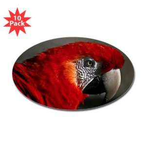    Sticker (Oval) (10 Pack) Scarlet Macaw   Bird 
