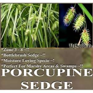  80 Porcupine Sedge Seeds Carex hystericina moisture loving species 