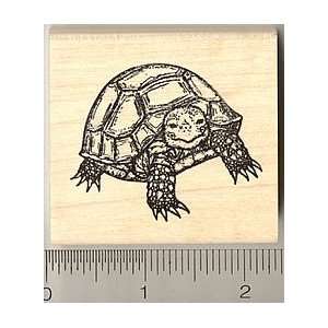  Baby Tortoise Rubber Stamp Arts, Crafts & Sewing