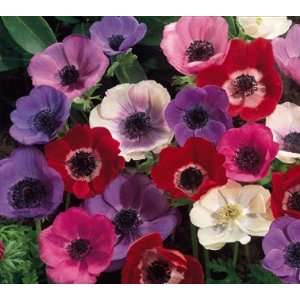  Gift Wrapped Mixed Anemone De Cean Bulbs. Great Mothers 