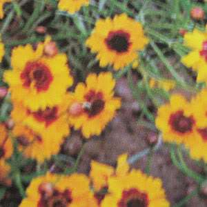 PLAINS COREOPSIS flower Annuals planting 30 seeds  