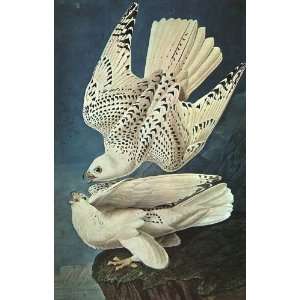   Reproduction   John James Audubon   24 x 38 inches   White Gerfalcons