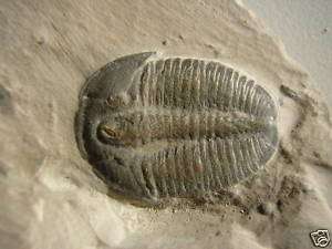 Elrathia Kingi Trilobite Fossil Rare Detail Large Size  
