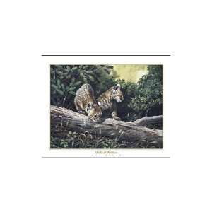 Bobcat Kittens Poster Print