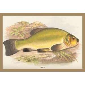    Paper poster printed on 12 x 18 stock. Tench