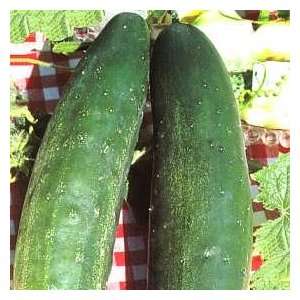   & Morgan Burpless Tasty Green Cucumber Seeds Patio, Lawn & Garden