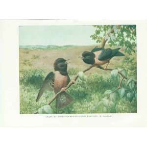  Rose Starlings Old Vintage Bird Print 1932