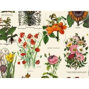  Wildflowers Decorative Gift Wrapping Paper Office 