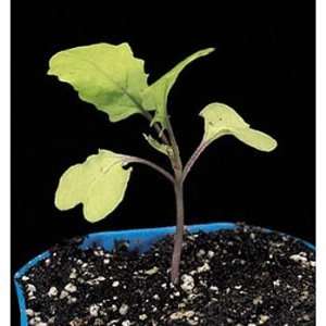 Brassica rapa (Wisconsin Fast Plants(r)), Yellow Green Leaf Seed, Pack 
