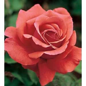 Fragrant Cloud Rose Seeds Packet Patio, Lawn & Garden