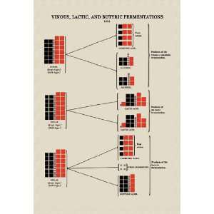 Vinous Lactic and Butyric Fermentations 12x18 Giclee on canvas  