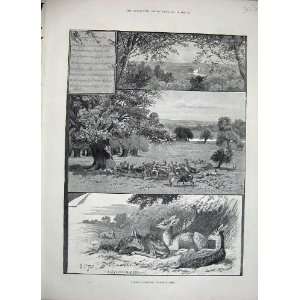   1888 Rambling Richmond Park Deer Sylvan Nursery Print