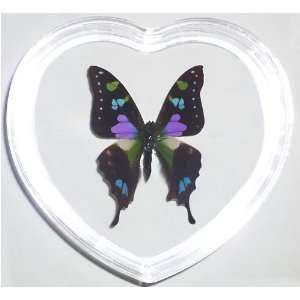  Purple Spotted Swallowtail Butterfly (Graphium Weiskei) in 