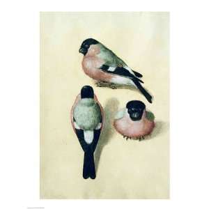  Three studies of a bullfinch   Poster by Albrecht Durer 