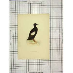   Morris 1903 Hand Coloured Print Bird Black Guillemot