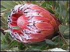   Sugarbush Pink Protea B34 items in Australian Seed 