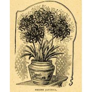  1893 Print Nerine Japonica Flowers Bulb Plant Art 